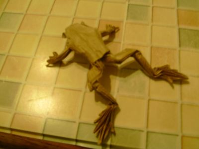 poison dart frog de mr.lang
plier dans du papier kraft
