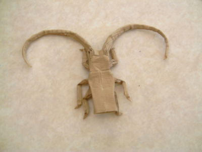longhorn beetle de robert lang

