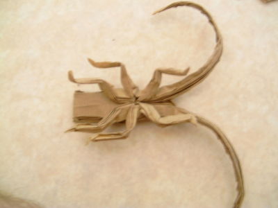 longhorn beetle de robert lang
