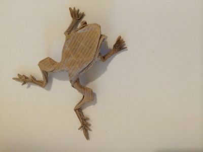Poison Dart Frog
