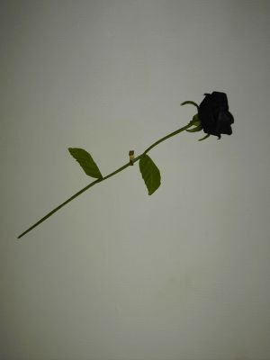 PICT1838.JPG