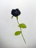 Nom du fichier=Kawasaki_-_Rose_Noire.jpg
Taille du fichier=281Ko
Dimensions : 1536x2048
Ajouté le : 23 Novembre 2012 Kawasaki_-_Rose_Noire.jpg