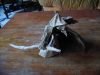 Nom du fichier=Sorcier_-_Satoshi_Kamiya_28229.JPG
Taille du fichier=355Ko
Dimensions : 2048x1536
Ajouté le : 23 Novembre 2012 Sorcier_-_Satoshi_Kamiya_28229.JPG