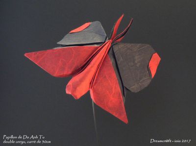 Papillon de Do Anh Tu
