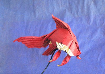 Siamese fighting fish de Lang 03
