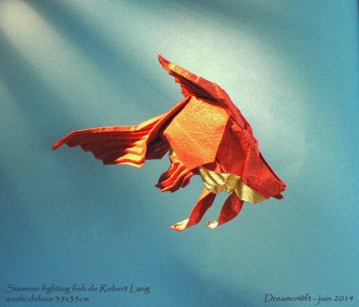 Poisson combattant du Siam de Robert Lang 02
