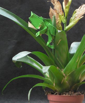 Caméléon de Paulius Mielinis 05
