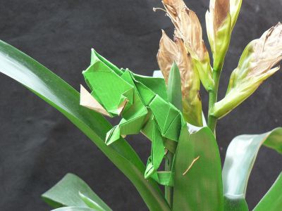 Caméléon de Paulius Mielinis 04
