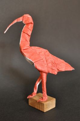 ibis rouge
