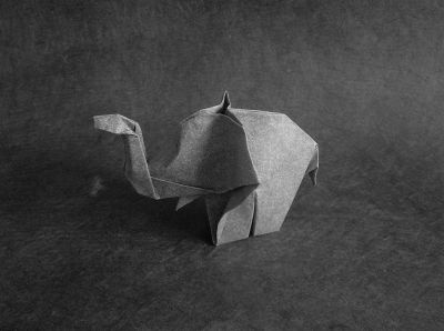 Petit éléphant
