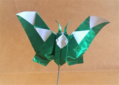 Mr Butterfly
