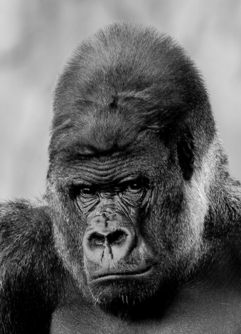 gorilla

