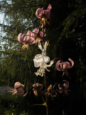  Lis Martagon
en papier toilette
Mots-clés: fleur