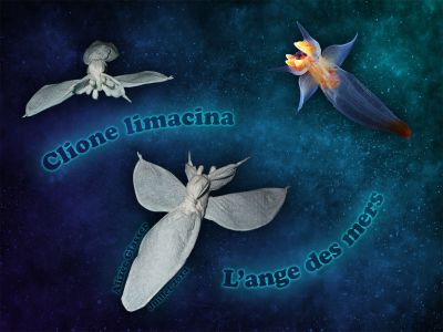 L'ange des mers - Clione Limacina
Petit être du fond marin - en papier toilette
Mots-clés: ange animal