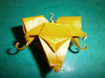 Tête de diable
