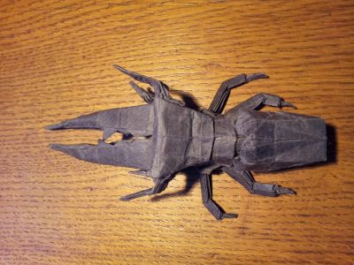 cyclommatus metallifer de Satoshi Kamiya
3 ème essai de pliage
