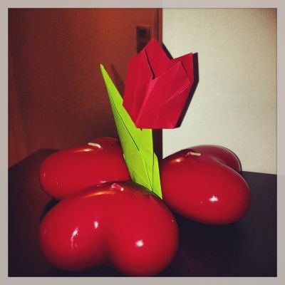 Tulipe
