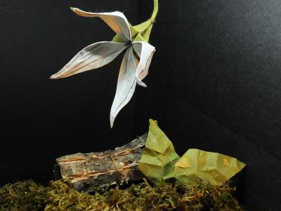 Clematis Sibirica
