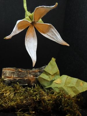 Clematis Sibirica
