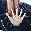 Nom du fichier=HandSkeleton_JeremyShafer.jpg
Taille du fichier=184Ko
Dimensions : 1080x1080
Ajouté le : 18 Novembre 2016 HandSkeleton_JeremyShafer.jpg