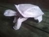 Nom du fichier=Tortue_Nguyen_Hung_Cuong.jpg
Taille du fichier=237Ko
Dimensions : 2048x1536
Ajouté le : 25 Janvier 2015 Tortue_Nguyen_Hung_Cuong.jpg