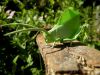 Nom du fichier=Leaf_Katydid-Brian_Chan.JPG
Taille du fichier=121Ko
Dimensions : 1280x960
Ajouté le : 25 Septembre 2014 Leaf_Katydid-Brian_Chan.JPG