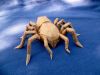 Tarantula_Op406-Robert_Lang.jpg