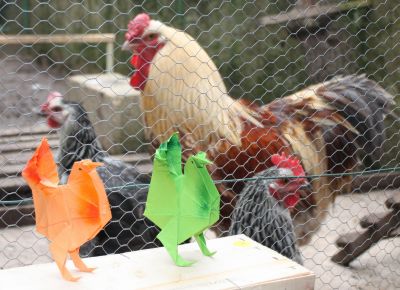 Deux poules !
Deux nouvelles poules dans notre poulailler ;o)

