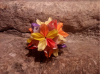 Nom du fichier=Boule_florale~0.png
Taille du fichier=366Ko
Dimensions : 482x361
Ajouté le : 03 Février 2016 Boule_florale~0.png