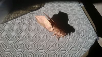 Cicada, Robert J. Lang
