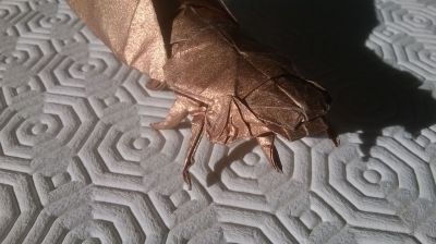 Cicada, Robert J. Lang
