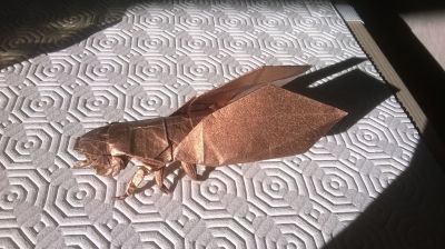 Cicada, Robert J. Lang
