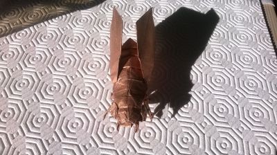 Cicada, Robert J. Lang
