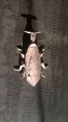 Long-necked seed bug, Robert J. Lang

