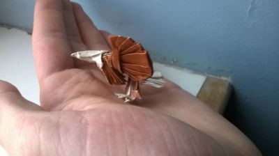 pygargue de Trollip
