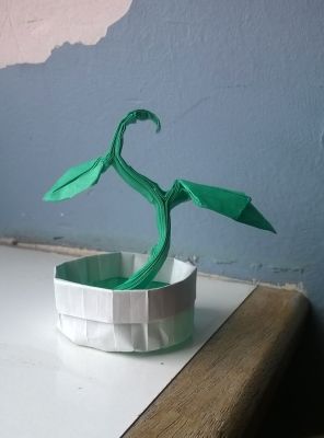 Sprout, Riccardo Foschi
