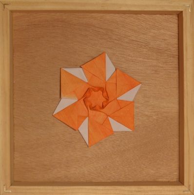 Cassiopeia Lambda Camélia
