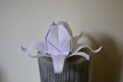 Détournement de fleur de lys
Poulpe : papier d'imprimante 2 Feuilles
