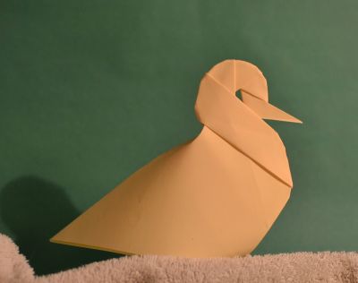 Décembre 2016
Pluvier guignard
