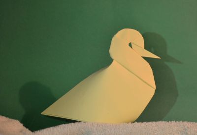Décembre 2016
Pluvier guignard
