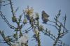 Metamorphose-Peupliers_-_8.jpg