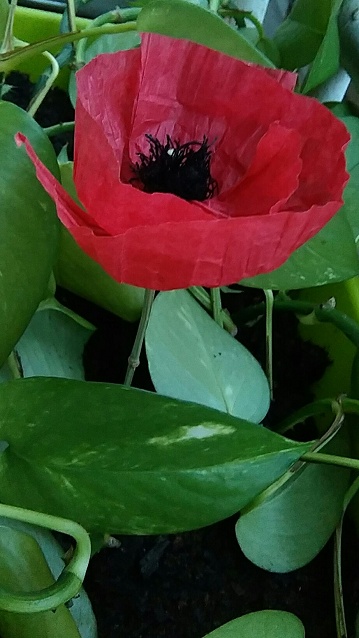 Le coquelicot de paul
