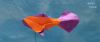 guppy2.jpg
