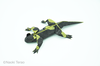 Salamander.png