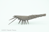 shrimp.png