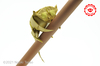 Nom du fichier=tarsier.jpg
Taille du fichier=598Ko
Dimensions : 1500x996
Ajouté le : 25 Septembre 2021 tarsier.jpg