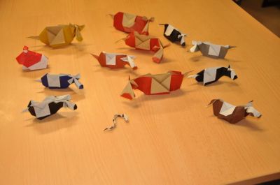 Vache de Sami
