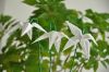 Nom du fichier=Clematis_sibirica.jpg
Taille du fichier=113Ko
Dimensions : 1024x680
Ajouté le : 08 Novembre 2017 Clematis_sibirica.jpg