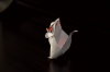 Siberian_flying_squirrel_de_Katsuta_Kyohei_-_Arriere.png