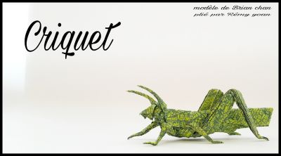 Criquet 
